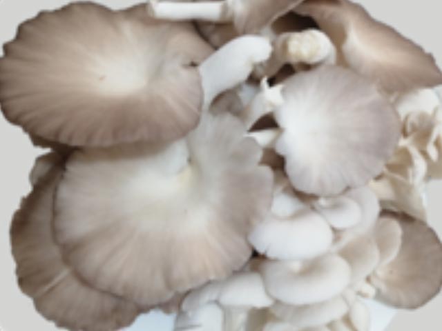 Fresh Mushroom