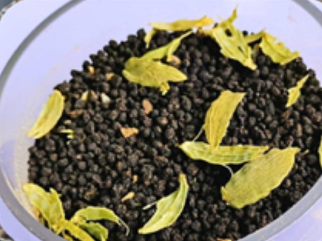 Masala Tea
