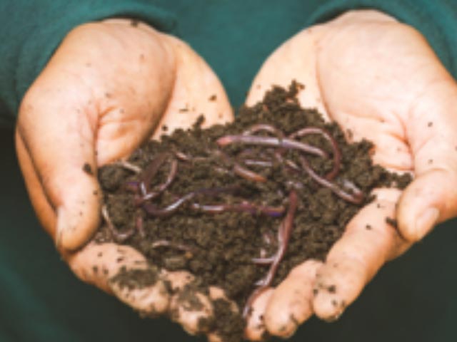 Vermi Compost